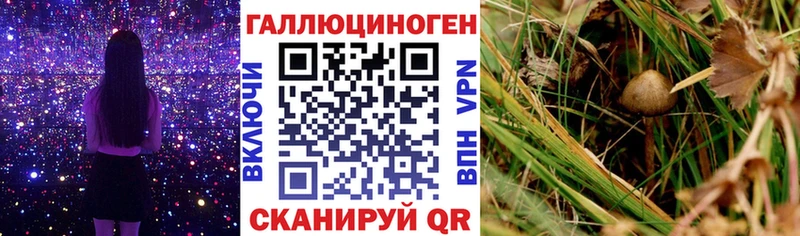 кракен зеркало  Великий Новгород  Псилоцибиновые грибы Psilocybe  продажа наркотиков 